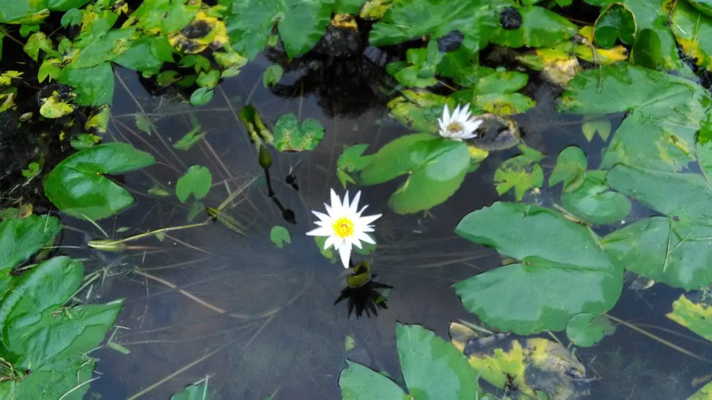 北投公園の池に咲いているハスの花