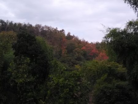 曇り空なので、くっきりしていないのですが、樹木が紅葉しています