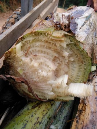 バナナの木の断面です。スポンジのような繊維になっているので、水分をたっぷり含みます