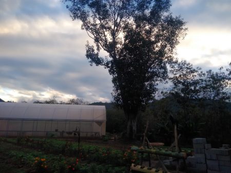 ナムカーンの朝の風景です。高木の後ろから朝日が昇り、手前には、バナナの幹で作ったプランターがあります